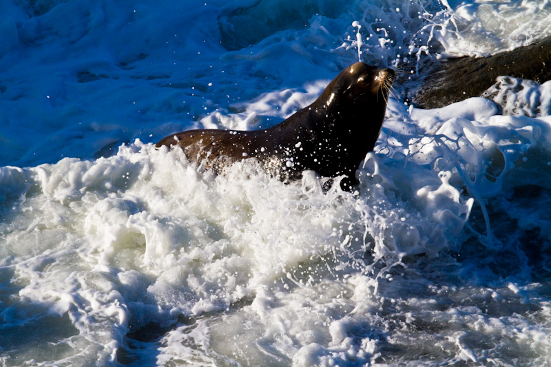 California Sea Lion In Surf